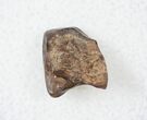 Ceratopsid Dinosaur Tooth - Judith River #17659-1